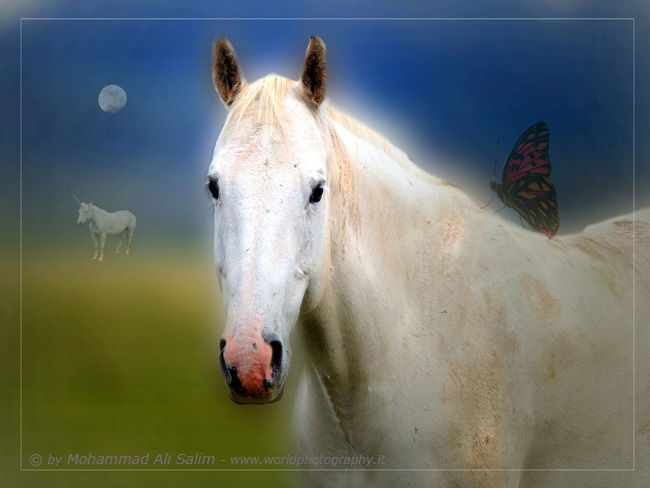 Dreamy Horse